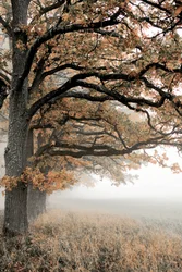 Gouden herfstnevel