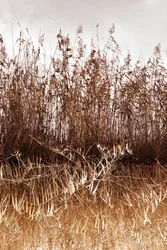 Weerspiegeling in het Gouden Riet