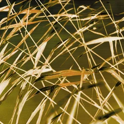 Gouden riet wuift