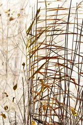 Golden Winter Reeds