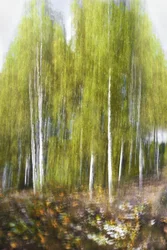Groen berkenbos – Abstrakt