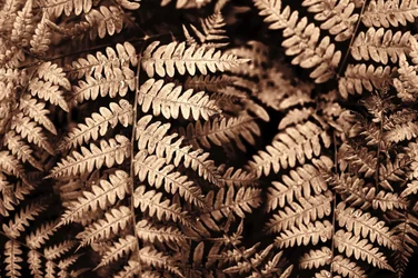 Verfijnde sepia-varens