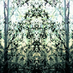 Spiegelbosdroom