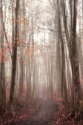 Mistig herfstpad door het bos