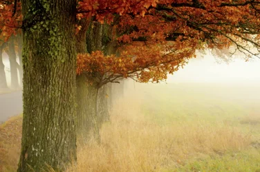 Mistige herfstbomen