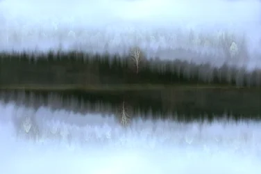 Misty Birch Reflectie