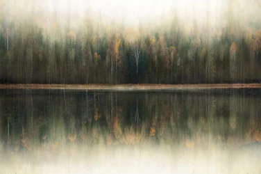 Weerspiegeling in het mistige bos