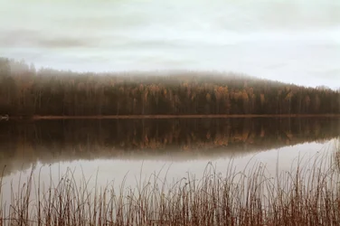 Weerspiegelingen in het mistige bos