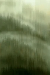 De rust van het mistige bos