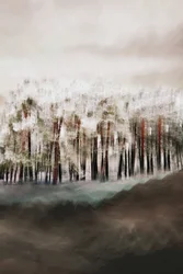 De rust van het mistige bos