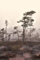 Landschap met mistige dennen