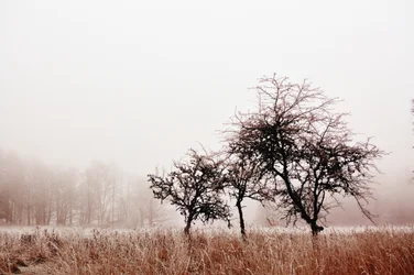 Mistige winterbomen
