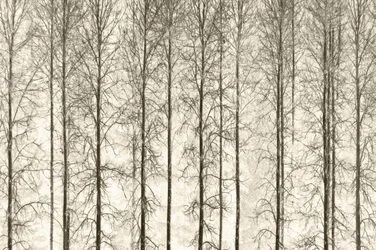 Monochrome winterbomen