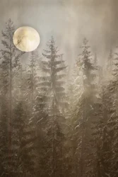 Winterse bos bij maanlicht