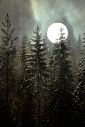 Winterbos bij maanlicht