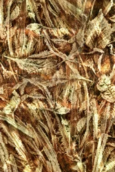 Natuurlijk camouflagepatroon