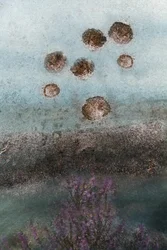 Paarse bloemen en een abstracte lucht