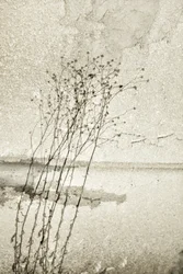 Rustieke botanische studie