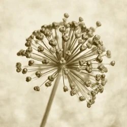 Sepia-ui-bol