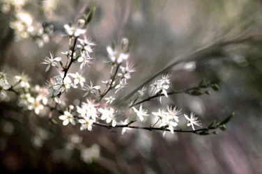Sloe-bloesem