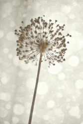 Zachte Allium-bloesem