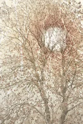 Zachte herfstboom