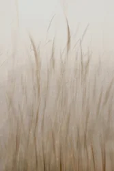 Zachtbeige gras