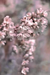 Zachtroze bloesems