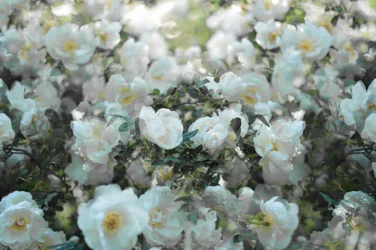 Zachtwitte rozen