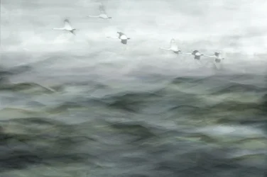 Zwanen boven mistig water