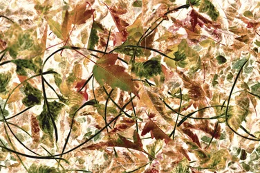 Verward herfstgebladerte