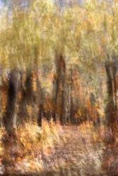 Levendig herfstpad door het bos