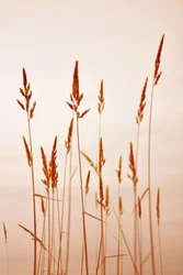 Warm Golden Reeds