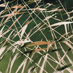 Whispering Reeds – Samenvatting