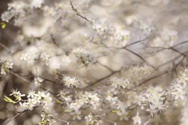 Witte lentebloesems