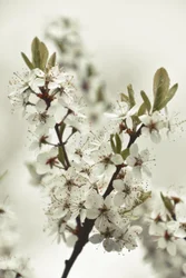 Witte lentebloesems