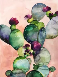 Kleurrijke cactusbloemen