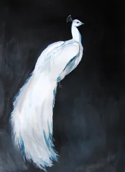 Elegante witte pauw