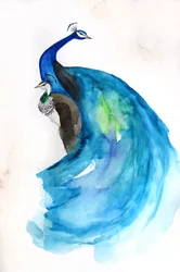 Majestueuze blauwe pauw