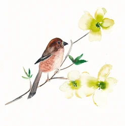 Aquarel: vogels en bloemen