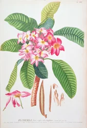 Plumeria: uit Plantae Selectae, door Christoph Jacob Trew en Georg Dionysius Ehret (1710-70); Frangipanier;
