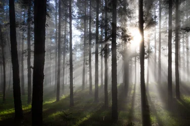 Zonnestralen in het mistige bos