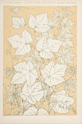 Bladeren uit de natuur, 1868