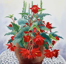 Begonia