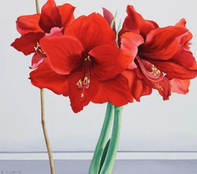 Rode Amaryllis