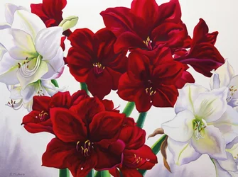 Rode en witte amaryllis