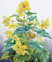 Gele Begonia 2