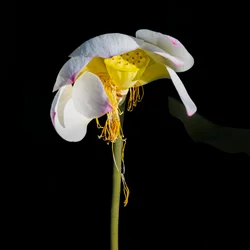 De vervagende schoonheid van de lotus