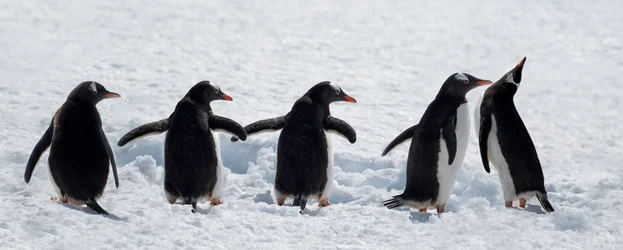 Pinguïns tijdens een wandeling in de sneeuw
