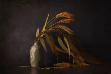 Stilleven met gedroogde planten